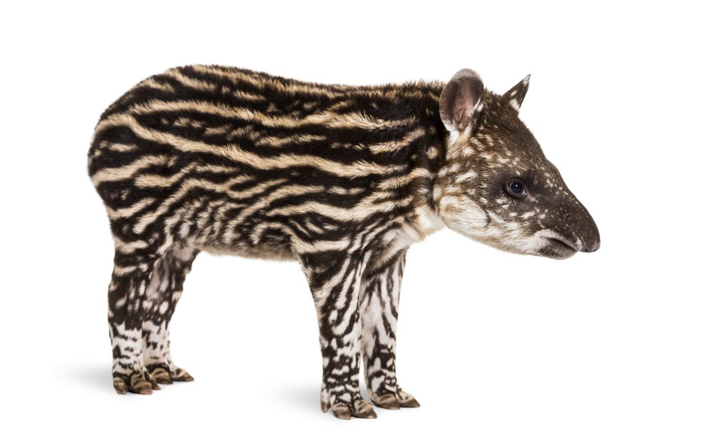 Brazilian tapir